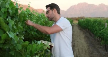 Laboratuvar analisti yeşil üzüm bağının yakınındaki bir deftere notlar alıyor. Laboratuvar teknisyeni mahzende şarapla çalışıyor. Şarap mahzeninde kaliteyi inceliyor. Endüstriyel şarap yapma kavramı.