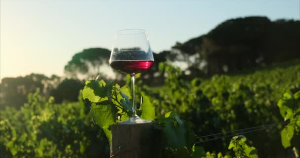 Glass Wine Vineyard Wine Glass Samples Wood Counter Red Wine — Stock Video