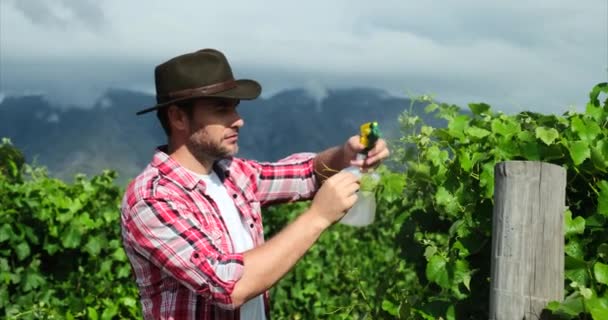Człowiek Zbierający Winogrona Winnicy Mężczyzna Rolnik Lub Winiarz Spaceruje Środku — Wideo stockowe