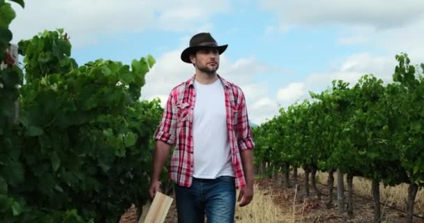 Man Harvesting Grapes Vineyard Male Farmer Winemaker Walking Middle Vine — Stock Video