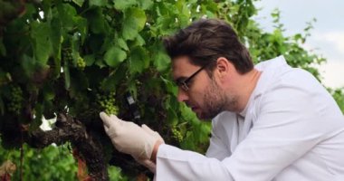 Beyaz önlüklü bir laboratuvar teknisyeni üzüm bağına böcek serpiştiriyor. Şarap üreticisi elinde tutuyor ve analiz için taze sıkılmış üzüm suyuyla bir demet üzüm ve test tüpünü inceliyor..