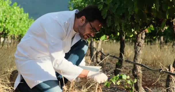 穿着白色外套的实验室技术人员在葡萄园里喷洒昆虫 酿酒师手里拿着一串葡萄和一个装有新鲜榨葡萄汁的试管进行分析 — 图库视频影像