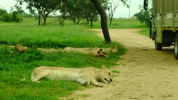 Wilde Leeuwen Afrikaanse Savanne Bij Zonsondergang Een Wilde Leeuw Die — Stockvideo