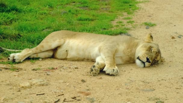 アフリカのサバンナで日没する野生のライオン アフリカのサバンナ クルーガーパークで眠っている野生のライオン サバンナの草の上に横たわる大きなライオン — ストック動画