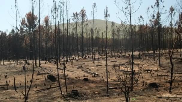 Lesní Požár Zuřící Lesní Požáry Hořící Suchá Tráva Rákos Podél — Stock video