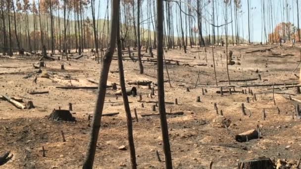 Fogo Florestal Incêndios Florestais Furiosos Queimar Relva Seca Junco Longo — Vídeo de Stock