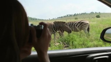 Safari şapkalı bir erkek turist Afrika 'daki bir savanada hayvanların fotoğraflarını çekiyor. Bir erkek gezgin safari aracında oturur ve ulusal koruma altındaki zebralarda vahşi hayvanların fotoğrafını çeker.