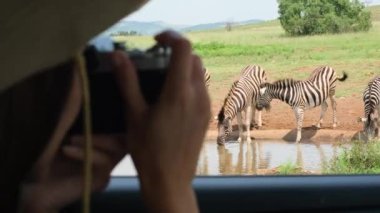 Safari şapkalı bir kadın turist Afrika 'daki bir savanada hayvanların fotoğraflarını çekiyor. Bir kadın gezgin safari aracında oturur ve ulusal koruma altındaki zebralarda vahşi hayvanların fotoğraflarını çeker.
