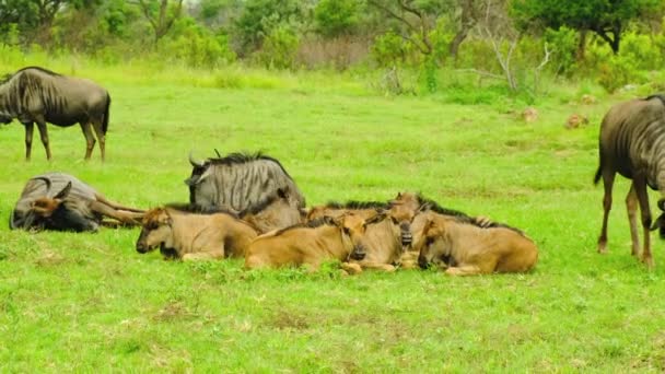 Group Wildebeest Grazing Peacefully Grassy Meadow Surrounded Natural Landscape Snouts — Stock Video