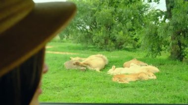Bir aslan sürüsü Afrika 'daki savanda çimlerin üzerinde uyur, bir gezgin safari aracından izler. Dişi aslanlar turistlerle dolu bir arabanın arka planında yol boyunca yürürler. Afrika.