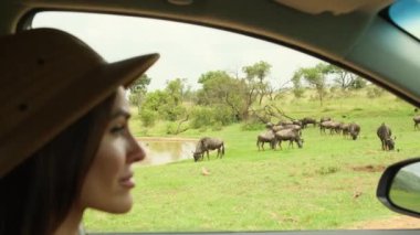 Doğal habitatta Afrika manda, Mokala Ulusal Parkı, Güney Afrika. Açık bir çim ovasında eski bir Bufalo Burnu. Kadın turist safari aracında bufalo arka planında su içiyor.