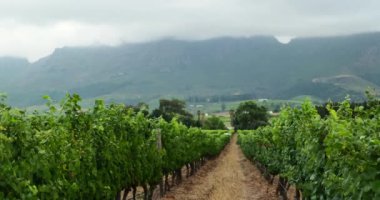 Şarap yolu boyunca şarap imalatı için üzüm bağları ve üzüm bağları. Yazın başında bir yamaçta, canlı meşe ağaçları ve dağlarla çevrili bir üzüm bağı. Gün doğumunda üzüm bağı