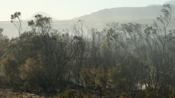 Orman Yangını Kızgın Orman Bahar Yangınları Kuru Otları Yakıyor Göl — Stok video