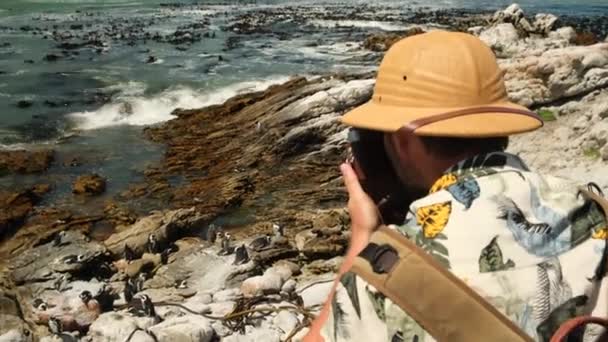 カメラ付きのサファリ帽子の男性旅行者はペンギンの群れの写真を撮ります 砂浜のアフリカペンギン ボールダーズ コロニー ケープタウン 南アフリカ 一人旅するアフリカでの休暇 — ストック動画