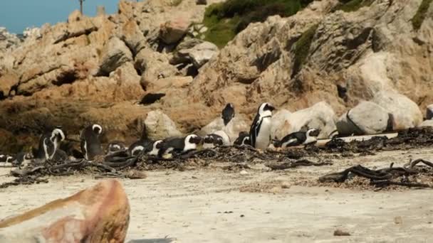 Afrykański Pingwin Piaszczystej Plaży Kolonia Głazów Kapsztad Południowa Afryka Stado — Wideo stockowe