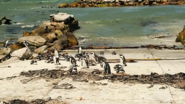 砂浜のアフリカペンギン ボールダーズ コロニー ケープタウン 南アフリカ 南アフリカのケープタウンの海にペンギンの群れ — ストック動画