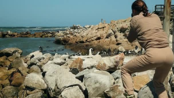 Женщина Путешественница Сафари Шляпе Камерой Фотографирует Стаю Пингвинов Африканский Пингвин — стоковое видео