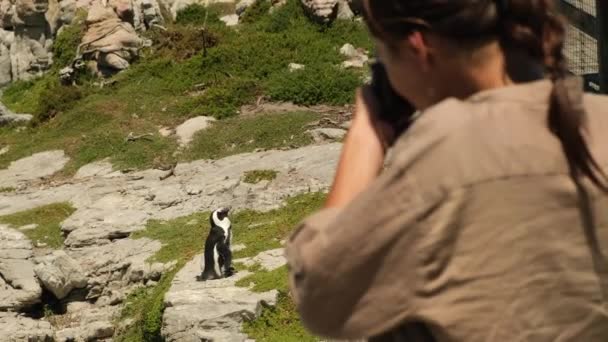 一个戴着狩猎帽 头戴照相机的女旅行者拍摄了一群企鹅的照片 非洲企鹅在沙滩上 博尔德斯殖民地开普敦 一个人在非洲旅行 — 图库视频影像