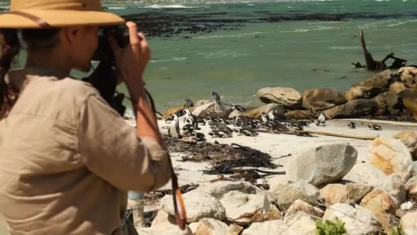 一个戴着狩猎帽 头戴照相机的女旅行者拍摄了一群企鹅的照片 非洲企鹅在沙滩上 博尔德斯殖民地开普敦 一个人在非洲旅行 — 图库视频影像