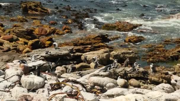 Afrikansk Pingvin Sandstranden Stenblock Koloni Kapstaden Sydafrika Flock Pingviner Havet — Stockvideo