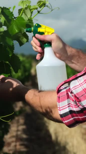 Агрономіст Оглядає Зернові Культури Винограду Ростуть Фермерському Полі Сільське Господарство — стокове відео