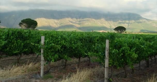 ワイン生産のためのブドウ畑 スタイリッシュなワインの道沿いのワイナリーの近く 夏の初めに転がる丘の上のブドウ園で その向こうに生きたオークの木々や山々がある 日の出のヴィニヤード — ストック動画