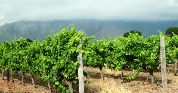 Weinberge Mit Weinreben Für Die Weinproduktion Der Nähe Eines Weinguts — Stockvideo