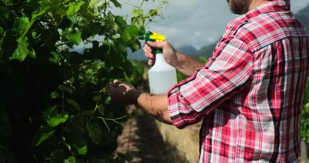 Agronomen Inspekterar Vinodlingar Gården Jordbruk Oigenkännlig Fältarbetare Eller Agronomer Som — Stockvideo