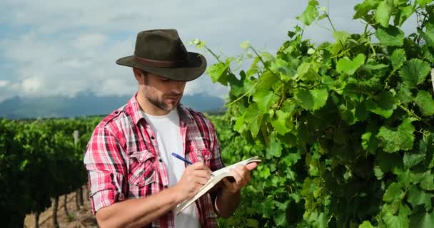Agronomen Inspekterar Vinodlingar Gården Oigenkännlig Fältarbetare Agronomen Kontrollera Hälsa Vindruvor — Stockvideo