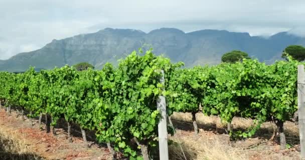 Wijngaarden Met Wijnstok Voor Wijnproductie Buurt Van Een Wijnmakerij Langs — Stockvideo