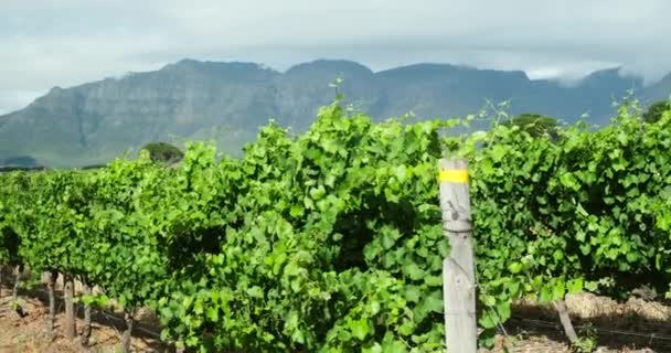 ワイン生産のためのブドウ畑 スタイリッシュなワインの道沿いのワイナリーの近く 夏の初めに転がる丘の上のブドウ園で その向こうに生きたオークの木々や山々がある 日の出のヴィニヤード — ストック動画