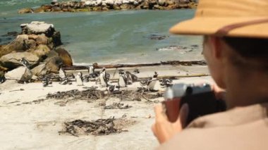 Kameralı safari şapkalı bir erkek gezgin bir penguen sürüsünün fotoğrafını çekiyor. Kumlu sahildeki Afrika pengueni. Kaya kolonisi. Cape Town 'da. Güney Afrika. Afrika 'da tek başına seyahat etmek