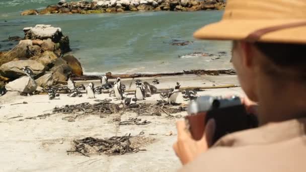 一个头戴狩猎帽 头戴照相机的男性旅行者拍摄了一群企鹅的照片 非洲企鹅在沙滩上 博尔德斯殖民地开普敦 一个人在非洲旅行 — 图库视频影像
