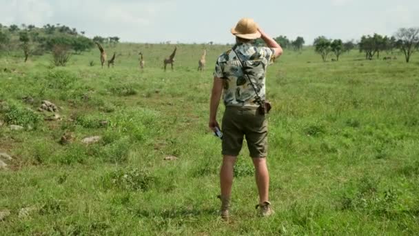 Afrika Zürafalarla Safariye Çıkan Kameralı Erkek Turist Savanada Otları Yiyen — Stok video