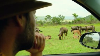 Safari şapkalı bir gezgin bufalo sürüsünün arabasından fotoğraf çekiyor. Gezgin fotoğrafçı safari sırasında fotoğraf çekiyor. İnsan gezgin ve fotoğrafçı çölde durmuş vahşi yaşam hayvanlarına bakıyor.