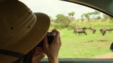 Safari şapkalı kadın gezgin bizon sürüsünün arabasından fotoğraf çekiyor. Gezgin fotoğrafçı safari sırasında fotoğraf çekiyor. Gezgin ve fotoğrafçı çölde durmuş vahşi yaşam hayvanlarına bakıyor.