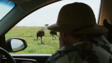 Safari şapkalı bir gezgin, devekuşları için araçtan fotoğraf çekiyor. Gezgin fotoğrafçı safari sırasında fotoğraf çekiyor. İnsan gezgin ve fotoğrafçı çölde durmuş vahşi yaşam hayvanlarına bakıyor.