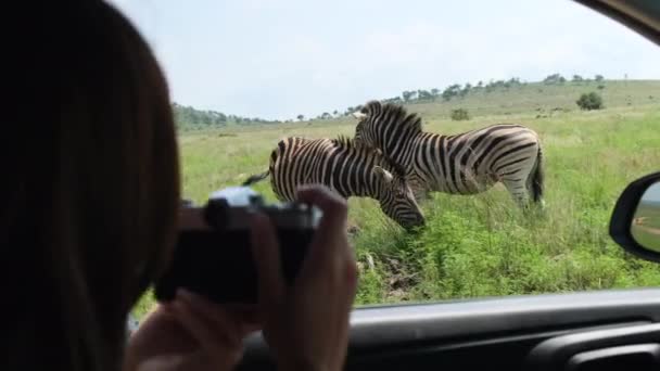 Człowiek Podróżnik Safari Kapelusz Robi Zdjęcia Pojazdu Dla Zebry Podróżujący — Wideo stockowe