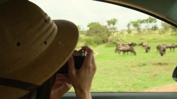 サファリ帽子の女性旅行者は バッファローの群れの車両から写真を撮ります サファリで写真を撮るカメラマン 野生動物を見ている砂漠に立っている旅行者や写真家 — ストック動画