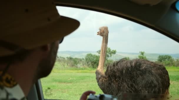 Man Traveler Safari Hat Takes Photo Vehicle Ostriches Traveling Photographer — Stock Video
