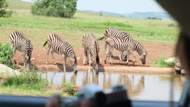 Man Traveler Safari Hat Takes Photo Vehicle Zebra Traveling Photographer — Stock Video