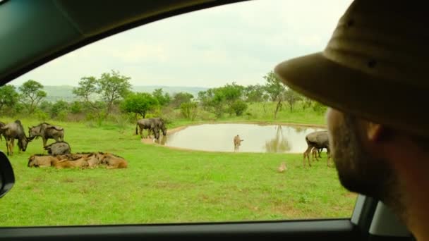Egy Szafari Sapkás Ember Lefényképez Egy Bölénycsordát Utazó Fotós Fényképez — Stock videók