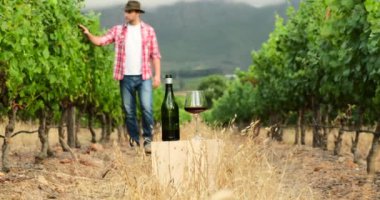 Ekose gömlekli bir çiftçi dağların arasında bir üzüm bağında yürüyor. Bir tarım uzmanı ve botlar üzümlerin yakınındaki üzüm bağından geçiyor. Kutunun üzerinde bir şişe şarap ve bir bardak şarap standı.
