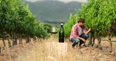 Ekose gömlekli bir çiftçi dağların arasında bir üzüm bağında yürüyor. Bir tarım uzmanı ve botlar üzümlerin yakınındaki üzüm bağından geçiyor. Kutunun üzerinde bir şişe şarap ve bir bardak şarap standı.