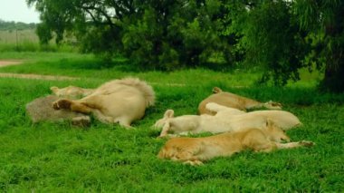 Bir aslan sürüsü Afrika 'daki savananın yeşil çimlerinde uyur. Aslanlar güneş ışığında küçük aslanlarla güneşleniyorlar..