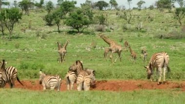 Zarif zebralar savana gölünde susuzluklarını gideriyorlar. Afrika düzlüklerinin doğal güzelliğine büyüleyici bir bakış.