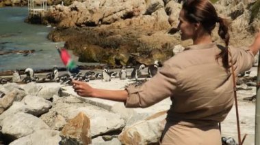  Bir gezgin, Cape Town 'da bir penguen kolonisinin yanında Güney Afrika bayrağı taşıyor. Kumlu sahildeki Afrika pengueni. Kaya kolonisi. Cape Town 'da. Güney Afrika.