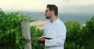 Agronomist tarlada yetişen üzümleri teftiş ediyor. Tarım üretim konsepti. Tanımlanamayan tarla işçisi ya da tarımcı sağlık kontrolü yapıyor. Üzümler.