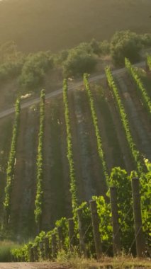 Gün batımında çekilmiş ekstra geniş panoramik bir üzüm bağı görüntüsü. Şarap yolu boyunca şarap imalatı için üzüm bağları ve üzüm bağları. Üzüm bağlarının sıraları, sarmaşıklar, sonbahar manzarası.