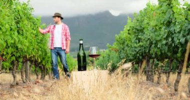 Ekose gömlekli bir çiftçi üzüm bağından geçer ve üzüm mahsulüne bakar. Bir kadeh kırmızı şarap ve üzüm bağlarının yakınındaki bir şaraphanenin ahşap sandığında bir şişe şarap standı. şarap üretimi